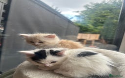 Mixed Breed cats for sale: Ragdoll & Siberian kittens - Image 4