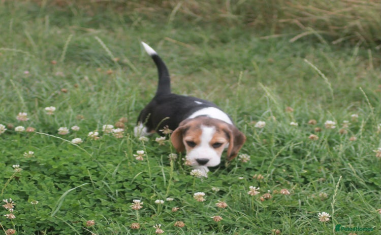 Beagle dogs - Advert 1