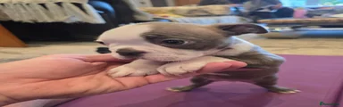 Boston Terrier 7