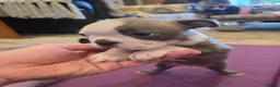 Boston Terrier dogs for sale: Health-Tested KC Registered Boston Terrier Puppies - Advert 25