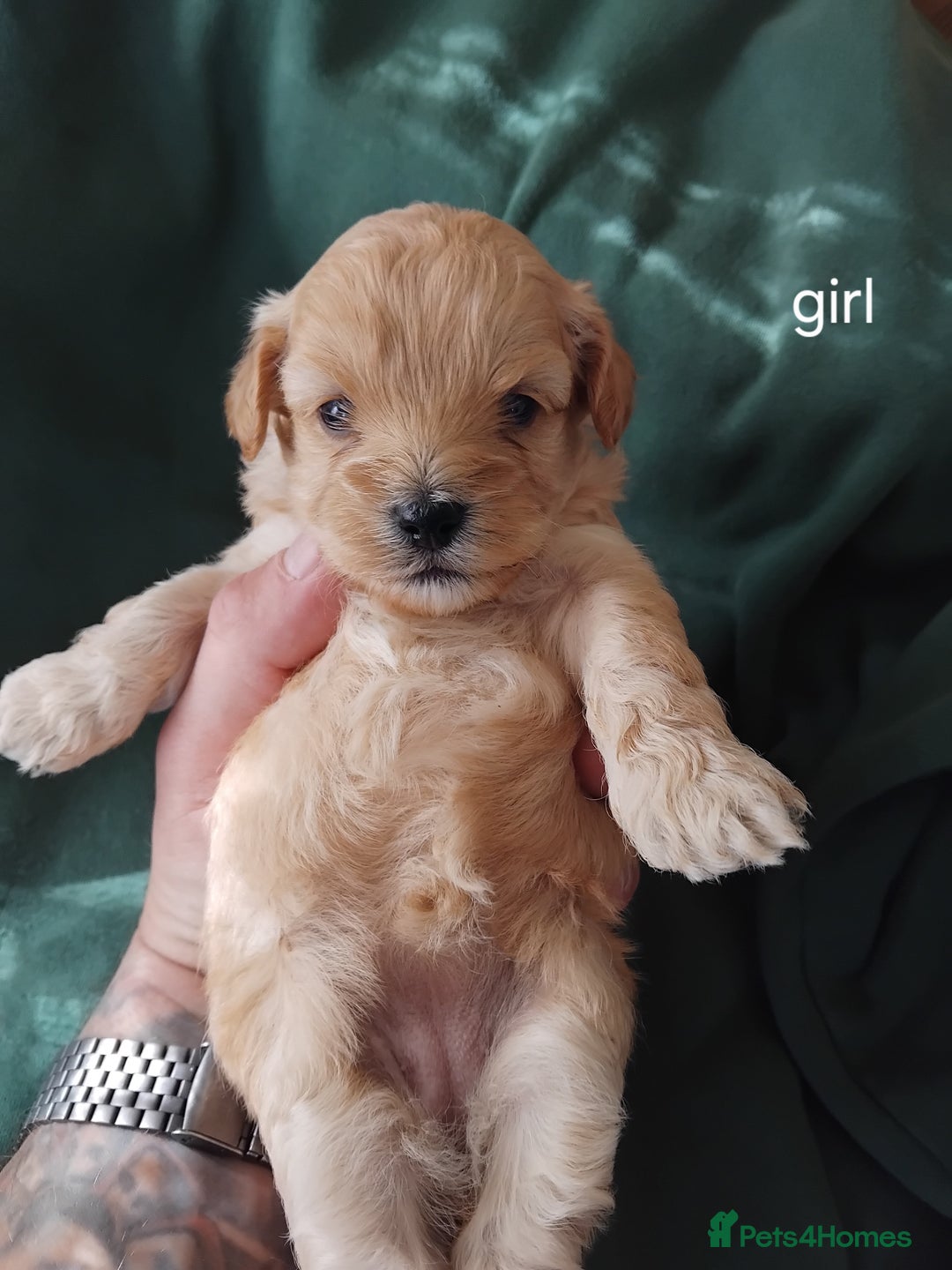 Mixed Breed dogs for sale: Lovely havapoo only 3 boys left READY TO GO - Image 2
