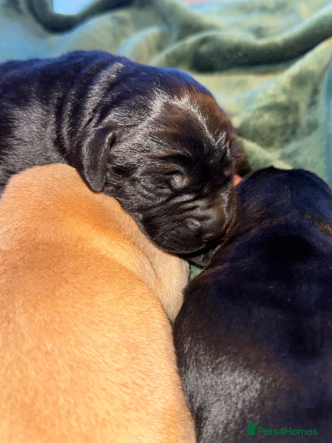 Labrador Retriever dogs for sale: KC Registered Labrador Retriever Puppies - Advert 11