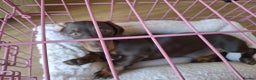 Miniature Dachshund dogs for sale: Winnie miniature dachshund - Advert 5