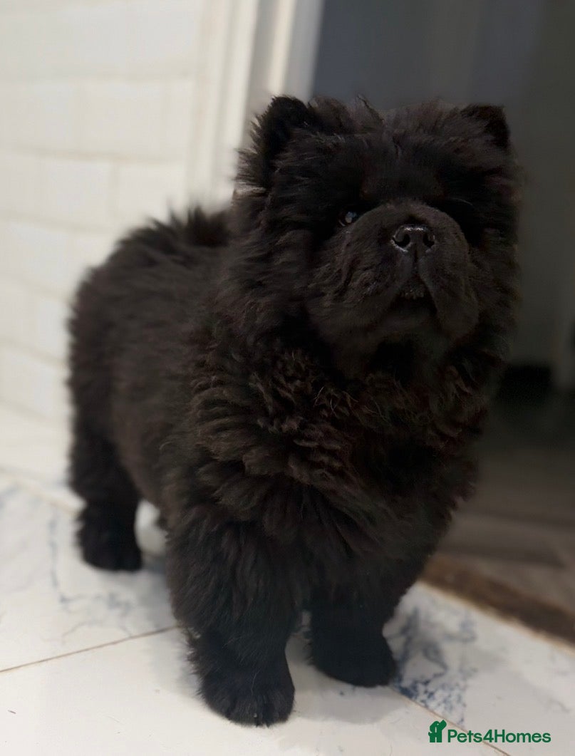 Chow Chow dogs Ready to leave 💙 - Advert 5