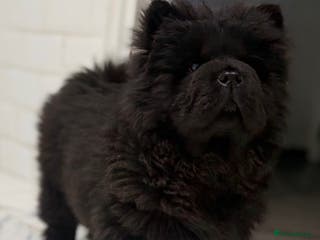 Chow Chow dogs Ready to leave 💙 - Advert 5