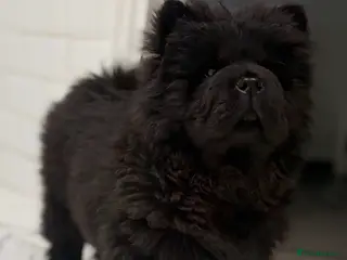 Chow Chow dogs Ready to leave 💙 - Advert 2