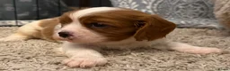 Cavalier King Charles Spaniel dogs for sale: Kc registered health clear King Charles cavaliers - Advert 5
