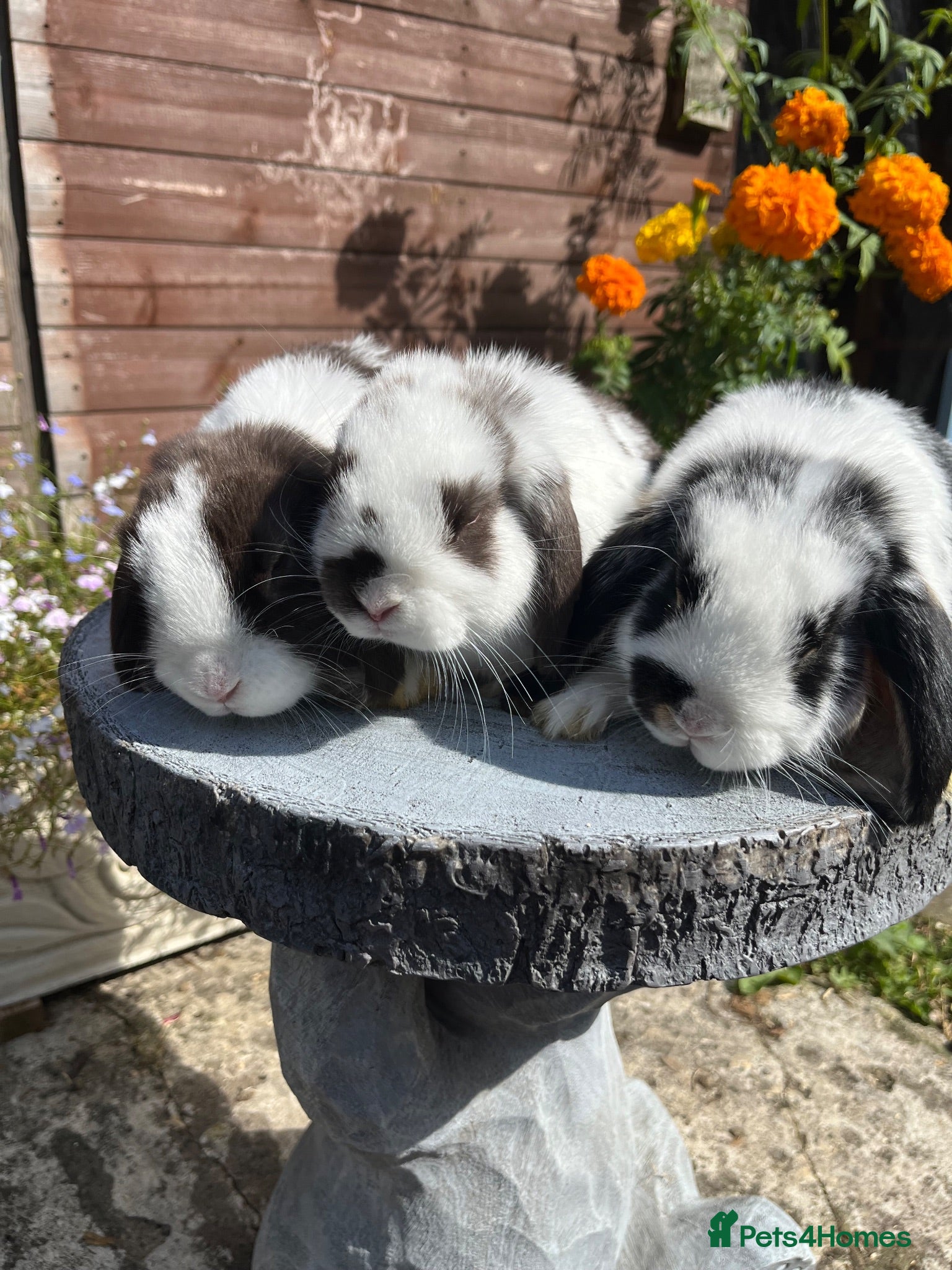 Mini Lop rabbits Mini lops ready to go now  - Advert 4