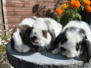 Mini Lop rabbits Mini lops ready to go now - Advert 4