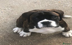 Boxer dogs for sale: Brindle/white boxer girl  - Image 2