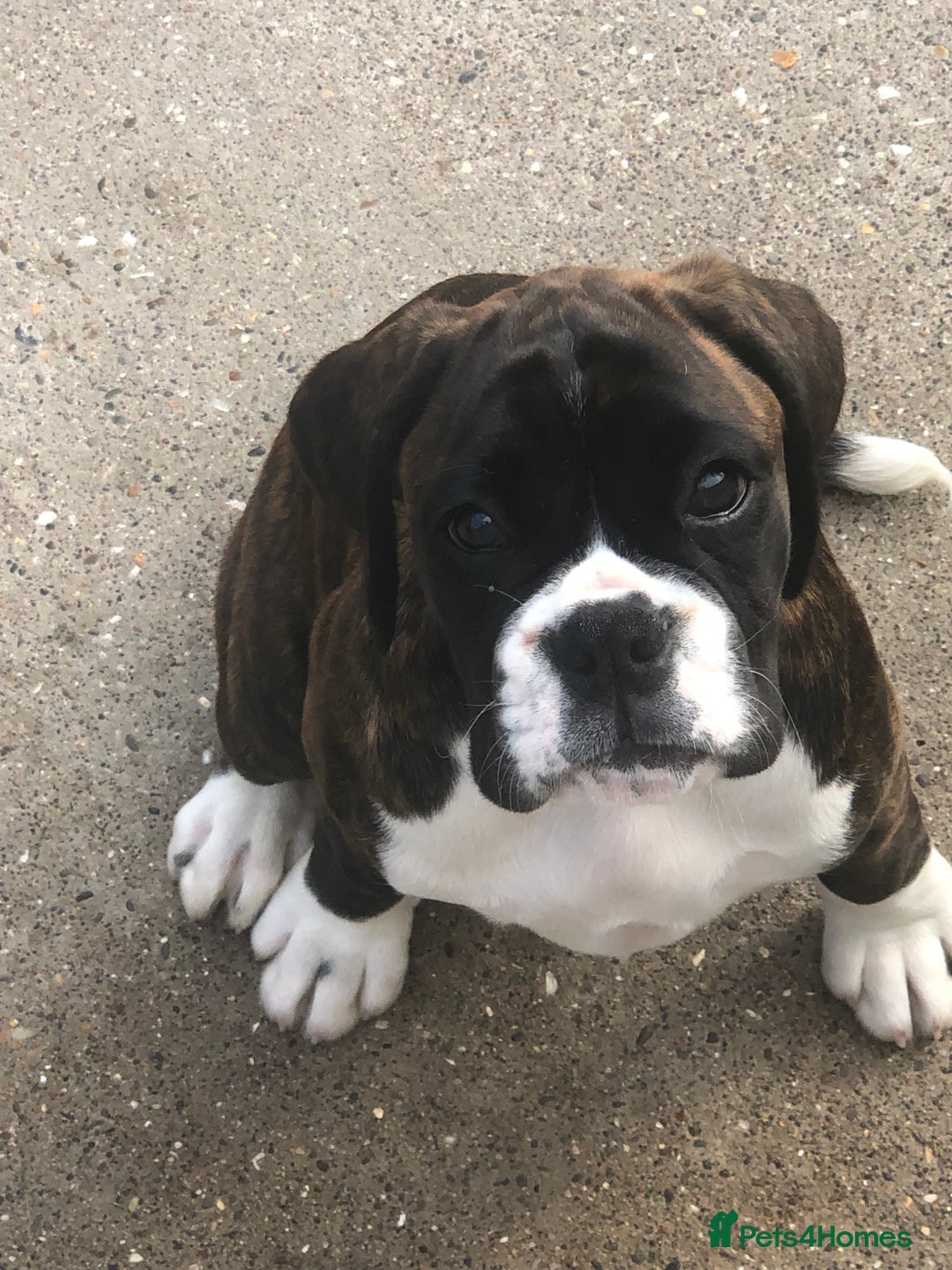 Boxer dogs for sale: Brindle/white boxer girl  - Image 2