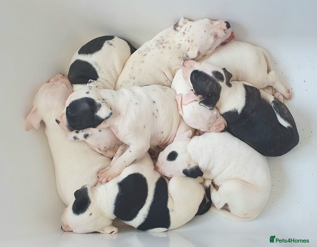 Mixed Breed dogs for sale: English/American Staffy Pups - Image 17