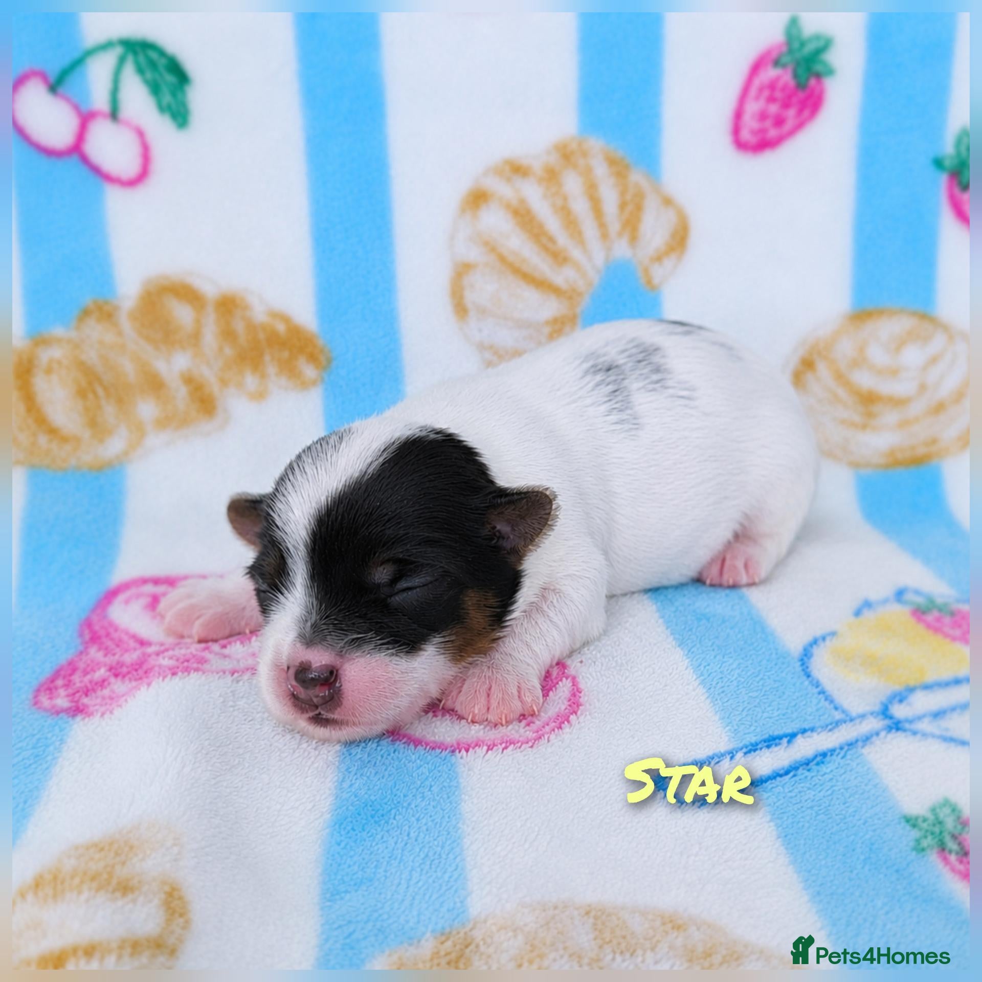 Biewer Terrier dogs 1 Stunning boy 1 beautiful girl - Advert 1