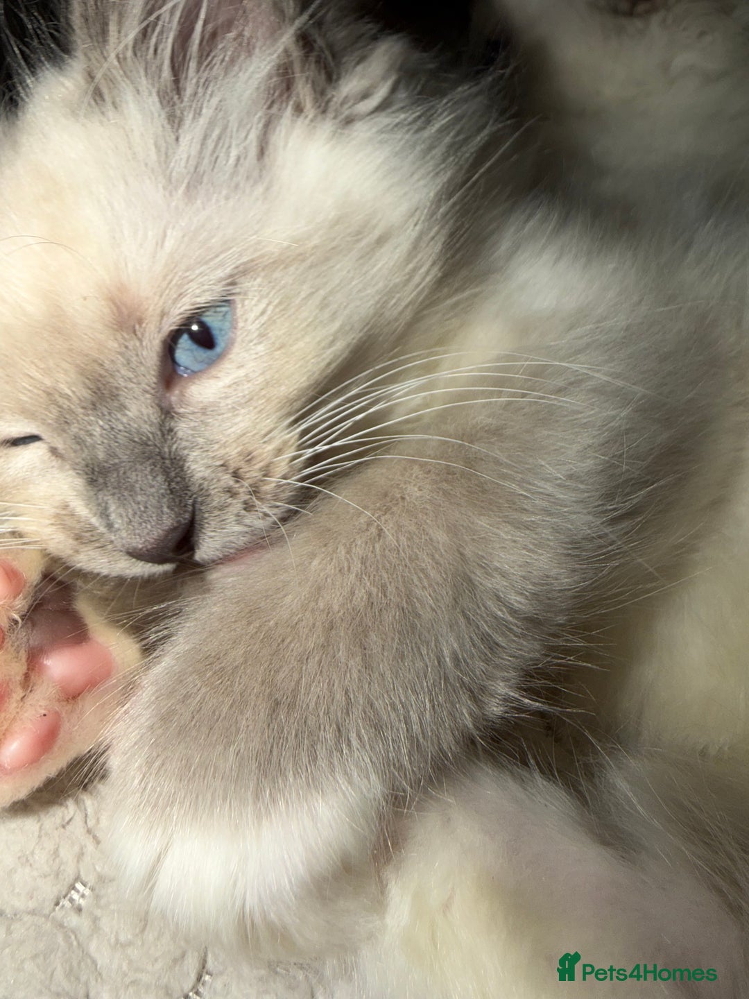 Ragdoll cats for sale: pure ragdoll - Advert 11