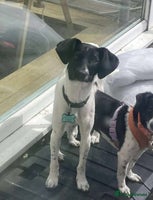 Mixed Breed dogs STELLA-1 YR OLD, SMALL, PRETTY, CYPRUS SPECIAL MIX - Advert 2