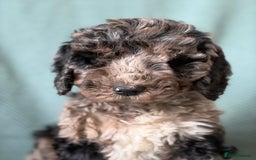 Cockapoo dogs for sale: Meet your new best friend!! - Image 2