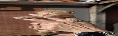 Domestic Shorthair 1