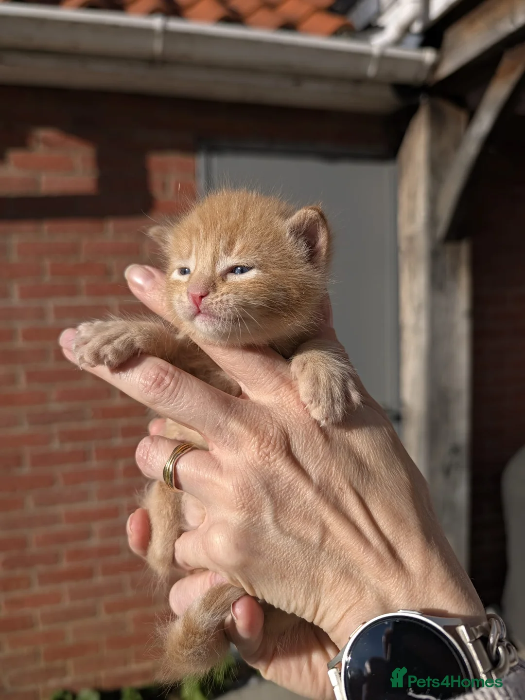 Domestic Shorthair cats for sale: Ginger male  - Advert 2