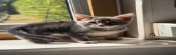 Mixed Breed cats for sale: Bencoon kittens Maine Coon x Bengal  - Advert 8