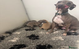 Italian Greyhound dogs for sale: 5⭐️ licensed breeder. SHOW QUALITY PARENTS  - Image 4