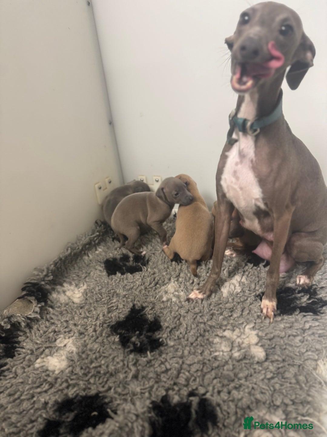 Italian Greyhound dogs for sale: 5⭐️ licensed breeder. SHOW QUALITY PARENTS  - Image 4