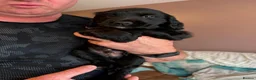 Sprocker dogs for sale: Gorgeous sprocker pups - Advert 8
