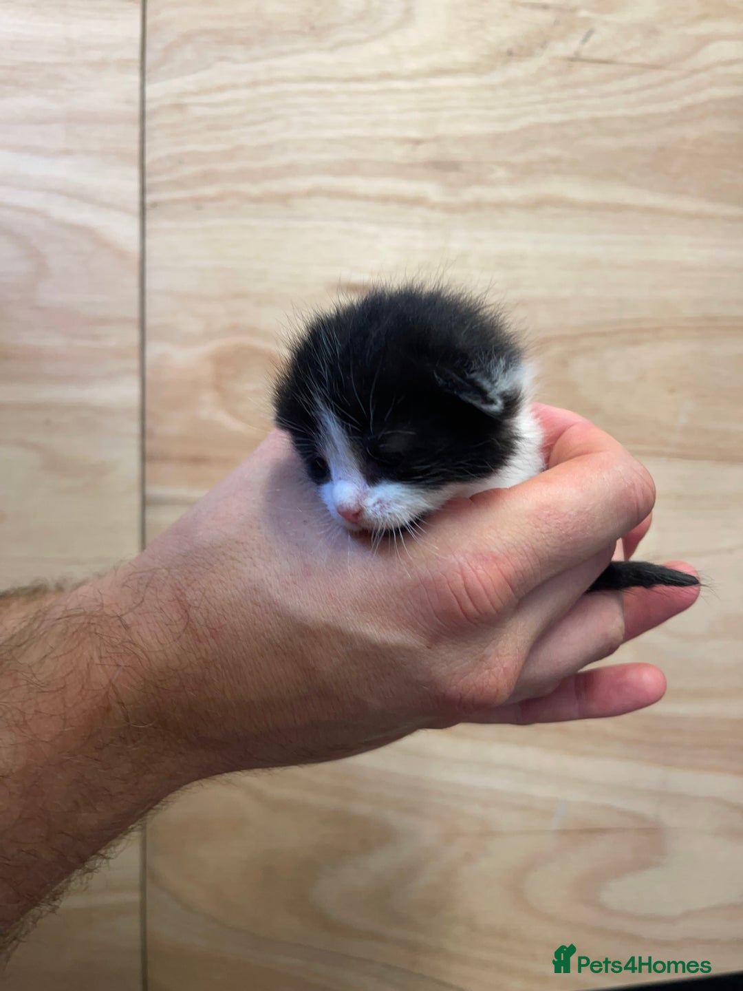 British Longhair cats for sale: Black & white kittens  - Image 10