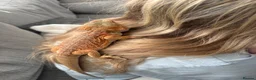 Bearded Dragon reptiles for sale: Male bearded dragon  - Advert 4