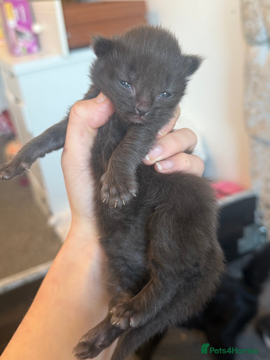 Mixed Breed cats for sale: Beautiful kittens  - Advert 2