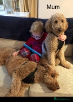 Goldendoodle dogs Golden doodles f1b - Advert 3