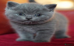 British Shorthair cats for sale: Adorable British Shorthair Teddy Bear Kittens - Image 6