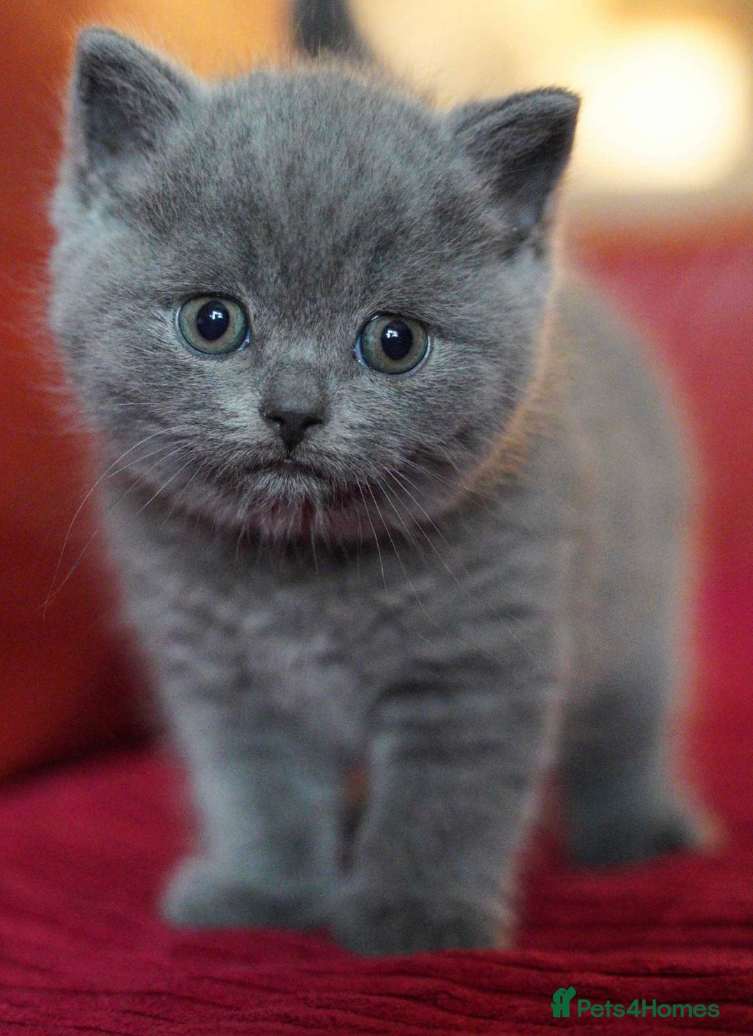 British Shorthair cats for sale: Adorable British Shorthair Teddy Bear Kittens - Image 6
