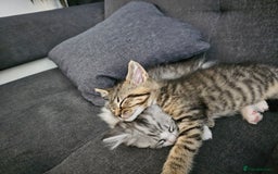 Persian cats for sale: Tabby female with full set up ready to go. - Image 8