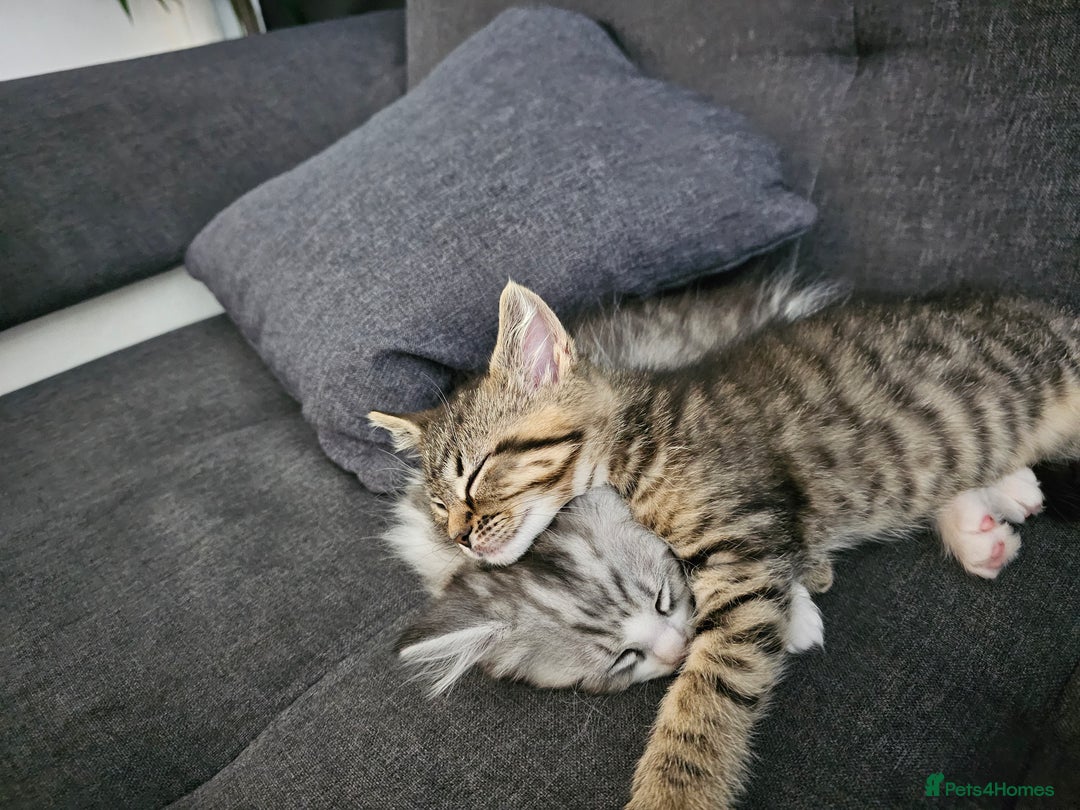 Persian cats for sale: Tabby female with full set up ready to go. - Image 8