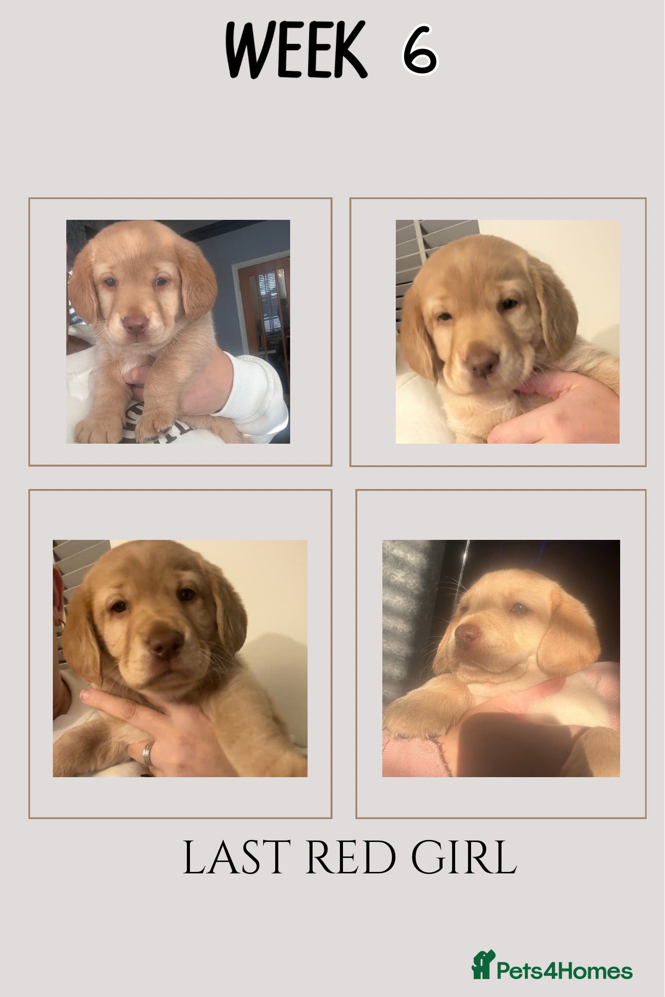 Cockerdor dogs LAST PUP AVAILABLE Labrador / Cockerdor Puppies  - Advert 9
