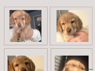Cockerdor dogs LAST PUP AVAILABLE Labrador / Cockerdor Puppies - Advert 10