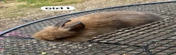 Netherland Dwarf rabbits for sale: New babies lionhead  - Advert 8