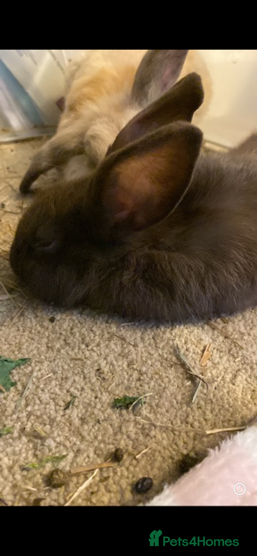 Lionhead rabbits ⭐️Beautiful purebred lionhead bunnies⭐️ - Advert 5