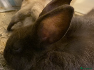 Lionhead rabbits ⭐️Beautiful purebred lionhead bunnies⭐️ - Advert 3