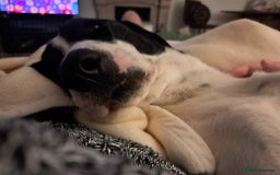 Pointer dogs for adoption: Charlie is looking for his forever home  - Image 3
