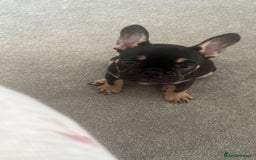 French Bulldog dogs for sale: French bulldog puppy  - Image 1