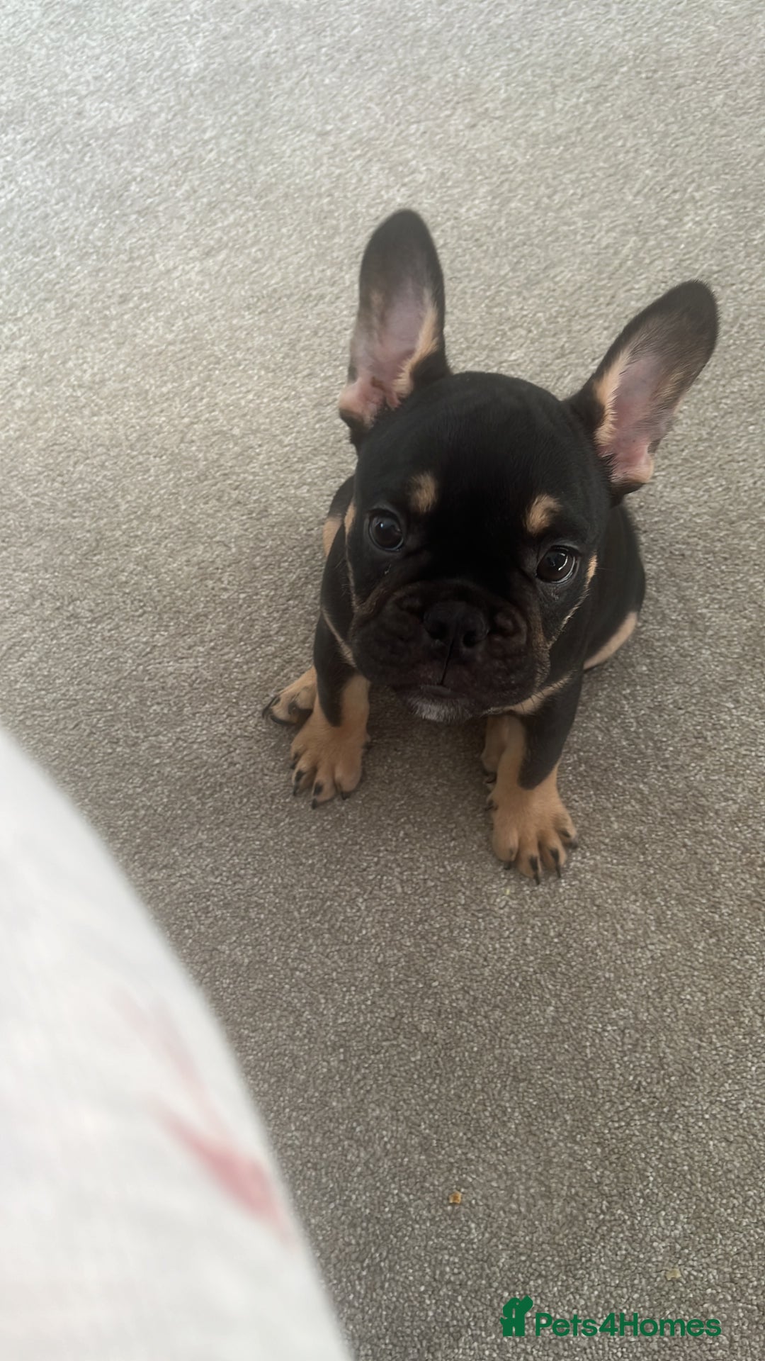 French Bulldog dogs for sale: French bulldog puppy  - Image 1