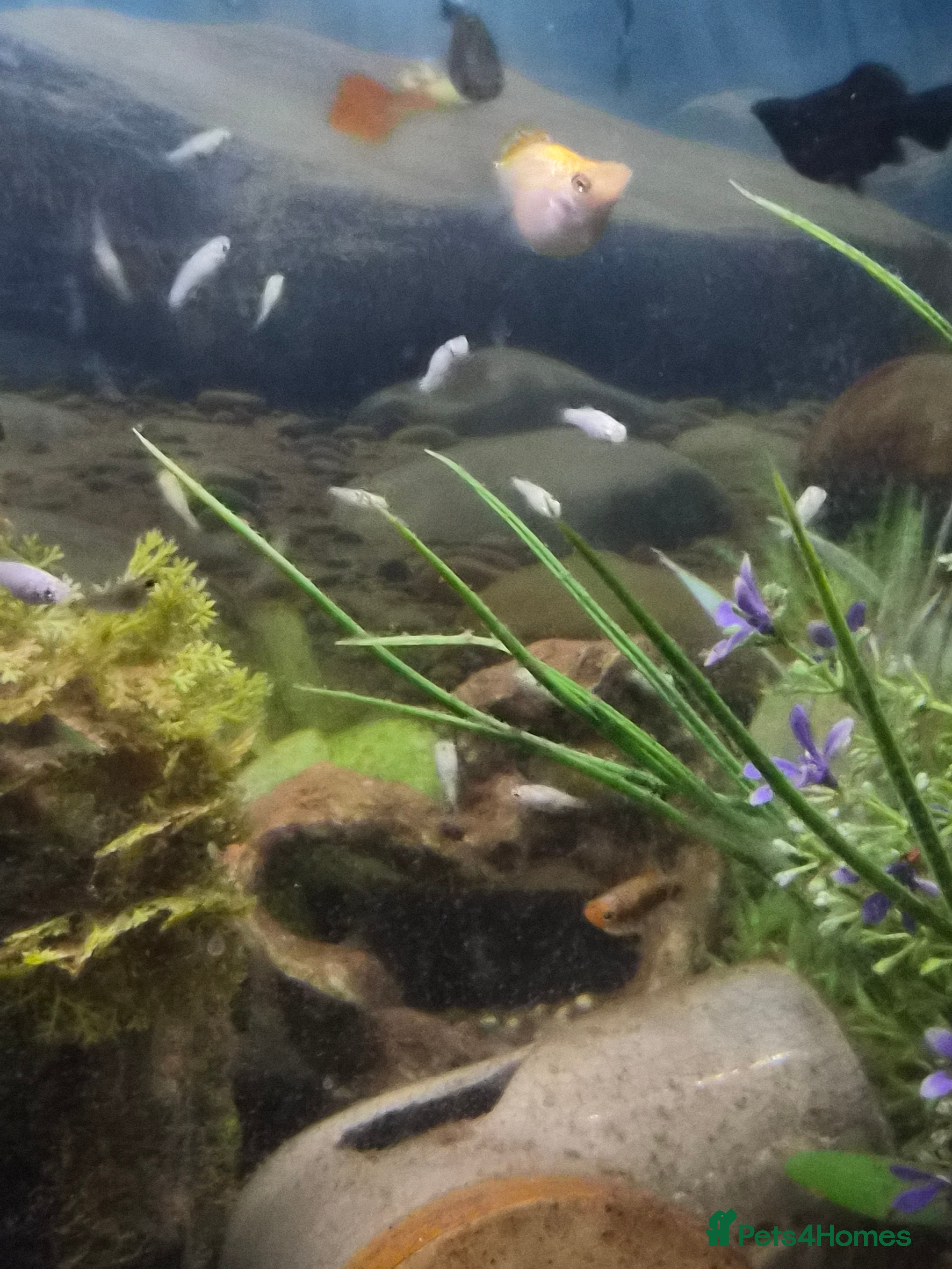 Mollies fish Dalmatian molly fry  - Advert 1