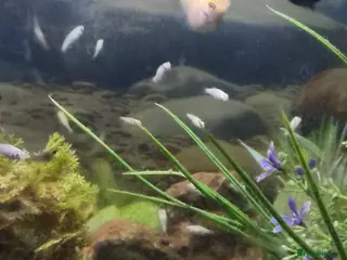 Mollies fish Dalmatian molly fry - Advert 1