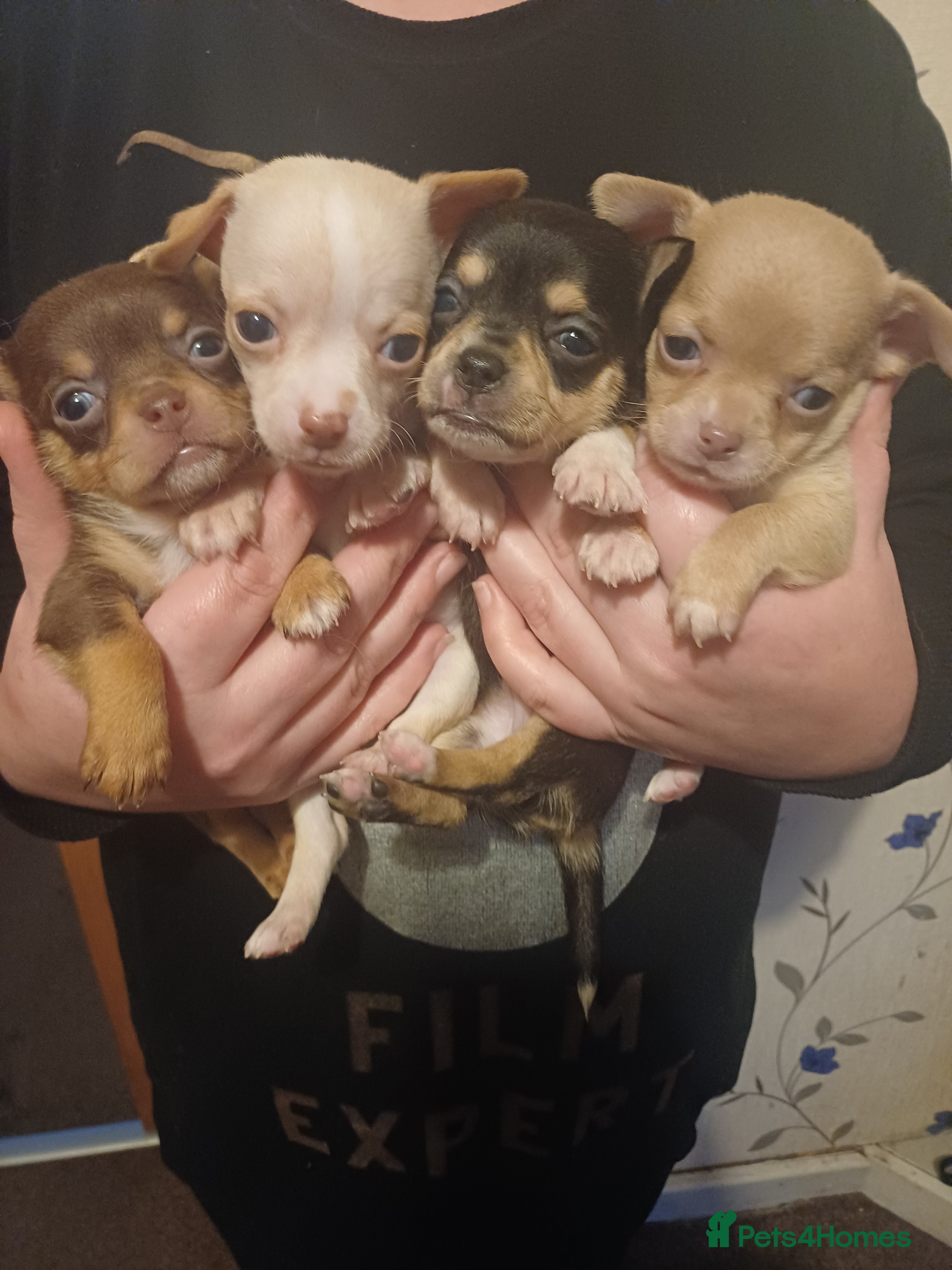 Chihuahua dogs chihuahua puppis for sale  - Advert 7