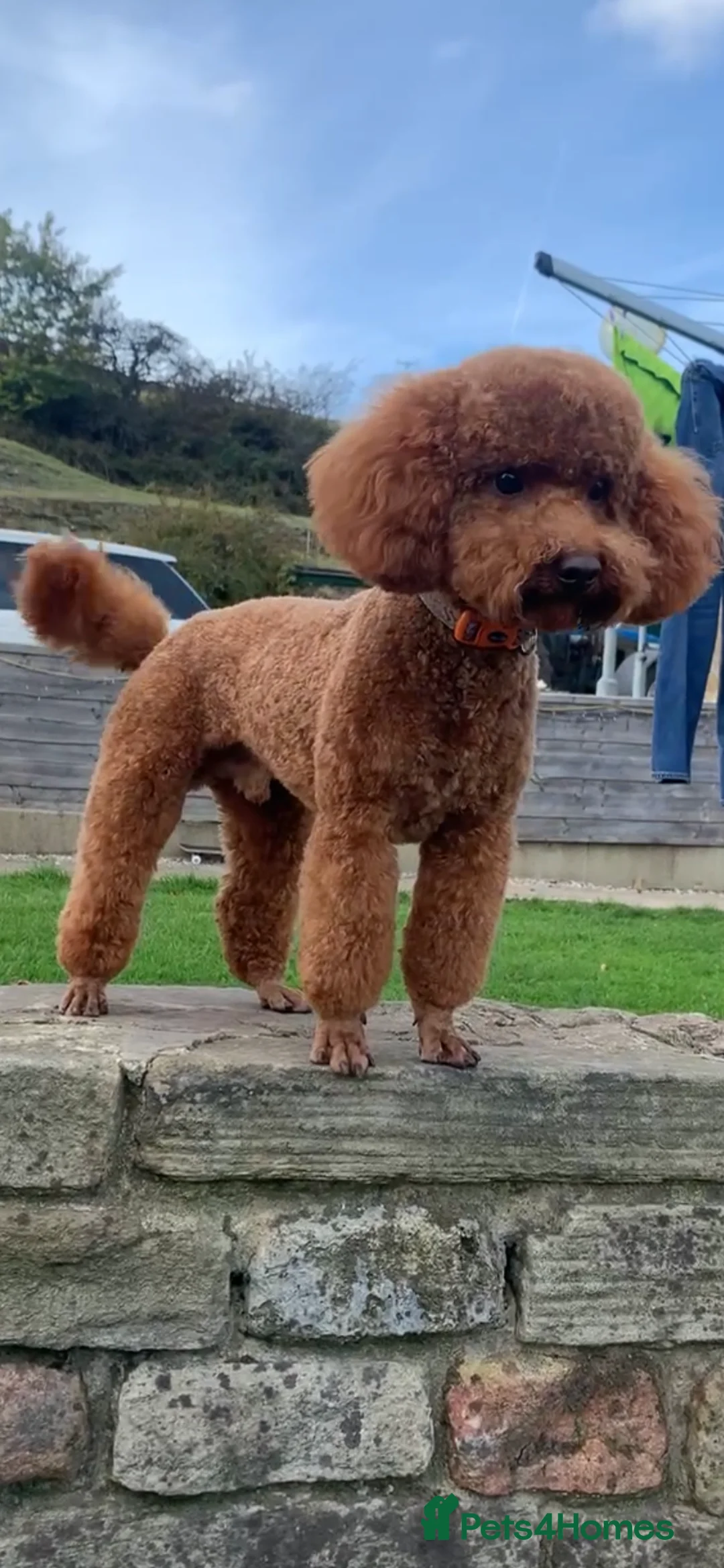 Toy Poodle dogs for stud: KC REG DNA Health Tested - RED Toy Poodle STUD in Littleborough - Advert 2