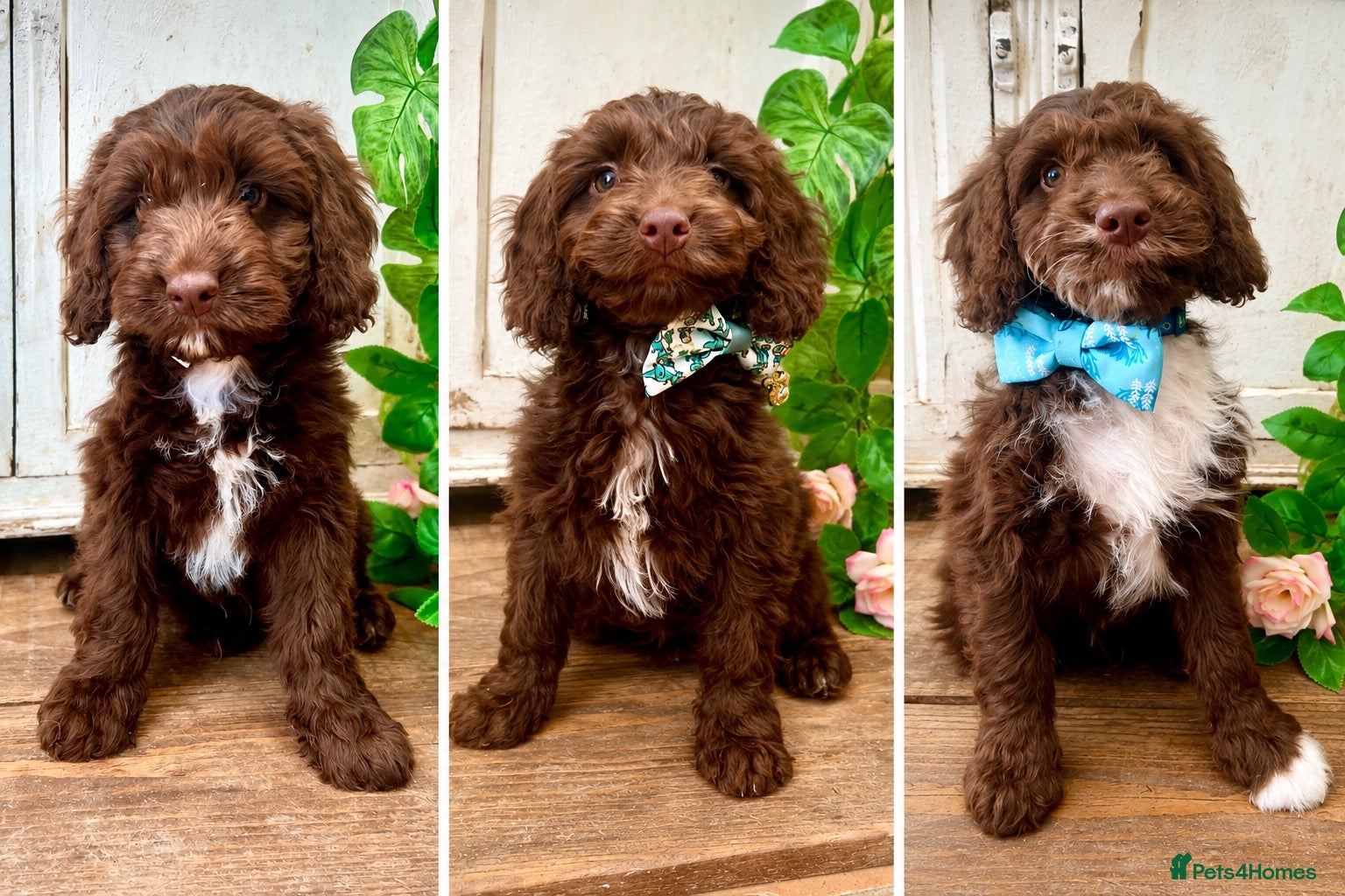 Sproodle dogs Rare Miniature Sproodle Chocolate  Puppies  - Advert 1