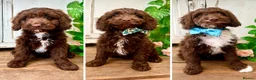 Sproodle dogs for sale: Beautiful F1  Sproodle Chocolate  Puppies Boys ! - Advert 1