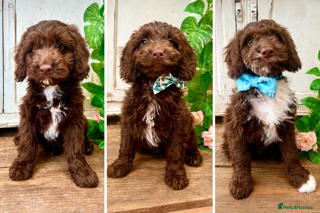 Sproodle dogs for sale: Beautiful F1  Sproodle Chocolate  Puppies Boys ! - Advert 1