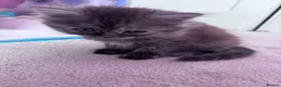Persian cats for sale: The most adorable cross Persian kittens.  - Advert 20